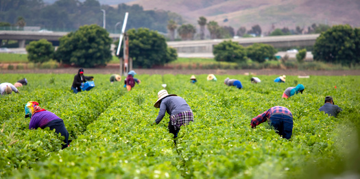 According to the Bureau of Labor Statistics, about 40 workers die every year from heat-related incidents, but farmworker advocates said the number could be higher. (Adobe Stock)