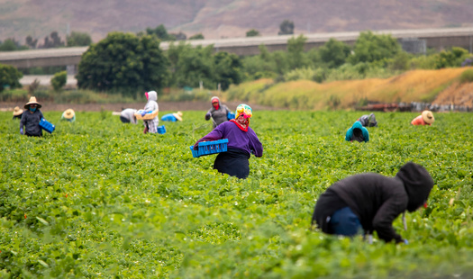 According to the Bureau of Labor Statistics, about 40 workers die every year from heat-related incidents but farmworker advocates said the number could be higher. (Adobe Stock)