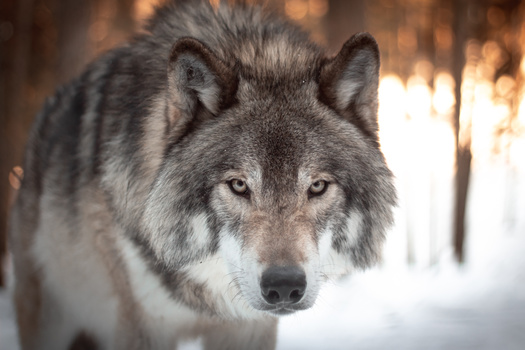 Gray wolf pack sizes range from two to 11 wolves. Most packs contain four to six individuals, according to the Washington Department of Fish and Wildlife. (Adobe Stock) 