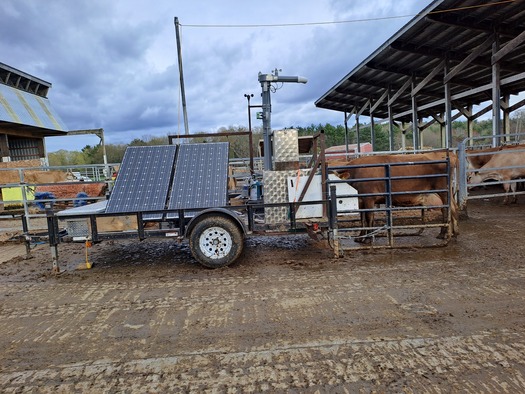 University of New Hampshire scientists are researching how the addition of plant-based essential oils called Agolin in cow feed can improve overall milk quality and production while decreasing a cow's emissions of methane, a potent greenhouse gas. (UNH)