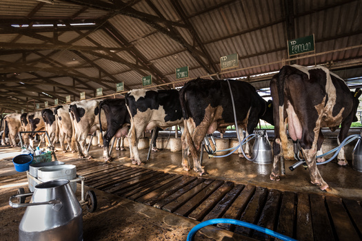 An emergency order in Michigan bars lactating cattle from being displayed until the state passes 60 days with no new dairy farm detections. (Chanidapha)