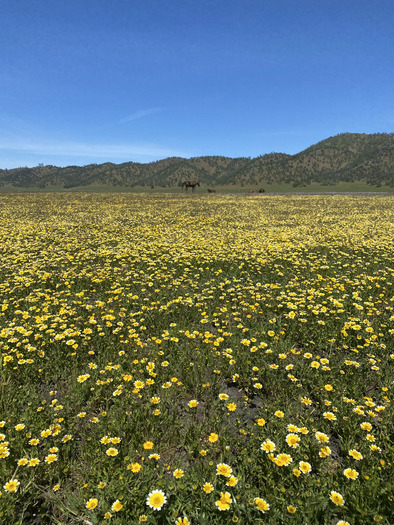 Berryessa Snow Mountain National Monument's new Molok Loyuk region provides habitat for tule elk, mountain lions, bears, bald eagles and golden eagles. (Hispanic Access Foundation)