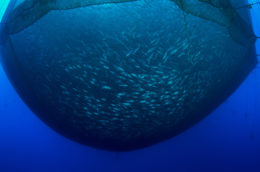 Maine's aquaculture harvest more than doubled in volume and in value over the past decade. It creates more than $100 million in annual revenue for the state, according to the Maine International Trade Center. (Adobe Stock)