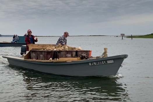 Local oyster harvesters help deploy limestone rock, a restoration material, for the Apalachicola Bay System Initiative oyster reef restoration experiments. (Courtesy FSU Coastal and Marine Laboratory)