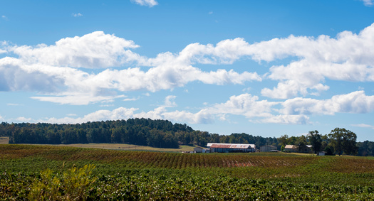 North Carolina is the sixth-largest producer of cotton in the United States. (Adobe Stock) 