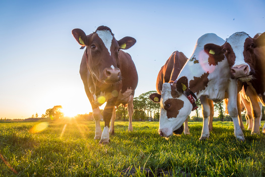 Researchers studying ways to reduce the dairy industry's climate-altering emissions say a hotter climate can cause heat stress in dairy cows, reducing their feed intake, milk production, and fertility. (Adobe Stock)