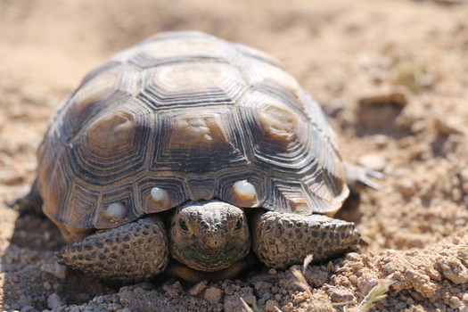 The Mojave Desert Tortoise is now listed as endangered in California, but is still listed as threatened under the federal Endangered Species Act. (Joanna Gilkeson/USFWS)