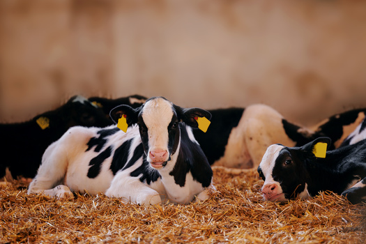 The USDA has identified bird flu among dairy cows on 41 farms in nine states. (Parilov/Adobestock)