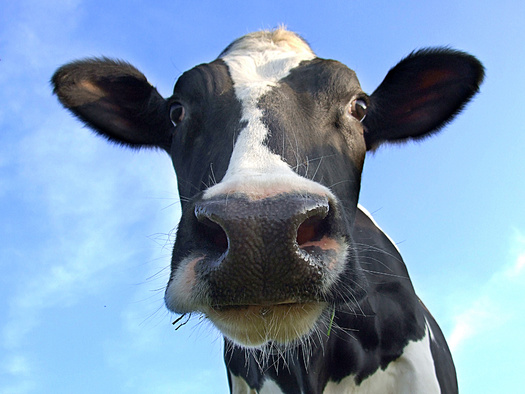 As of mid-May, the USDA has identified bird flu among dairy cows on 41 farms in nine states. (Parilov/Adobe Stock)