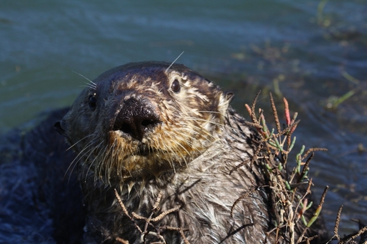 The southern resident sea otter was listed under the Endangered Species Act in 1977. The population went from just 50 animals in the 1930s to more than 3,000 today. (Lilian Carswell/USFWS)