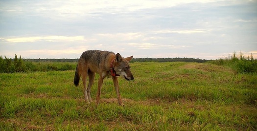According to the U.S. Fish and Wildlife Service, red wolves were first listed as endangered in 1967, and are currently listed as endangered under the Endangered Species Act of 1973. (US Fish and Wildlife Service)
