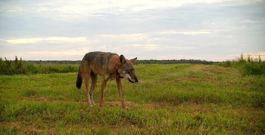 According to the U.S. Fish and Wildlife Service, red wolves were first listed as endangered in 1967, and are currently listed as endangered under the Endangered Species Act of 1973. (Adobe Stock)