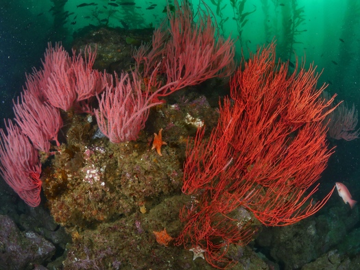Marine research on a recent expedition off of Santa Cruz Island in Southern California mapped the habitat of red gorgonian coral, sea stars and sheepshead fish. (Danny Ocampo/Oceana)