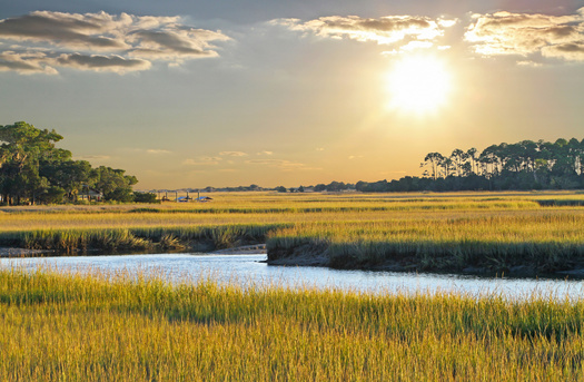 The North Carolina Division of Mitigation Services has determined the real estate value of salt marshes in the state is more than $123 billion, based on their overall contributions to the environment and economy. (Adobe Stock) 