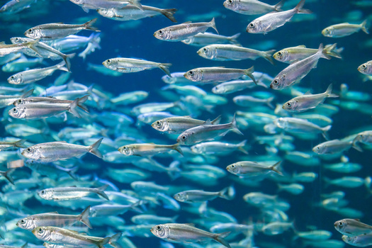 The latest Living Planet Index report finds freshwater migratory fish saw an average 81% collapse in monitored population sizes between 1970 and 2020. This includes massive declines in Latin America, the Caribbean and Europe. (Adobe Stock)