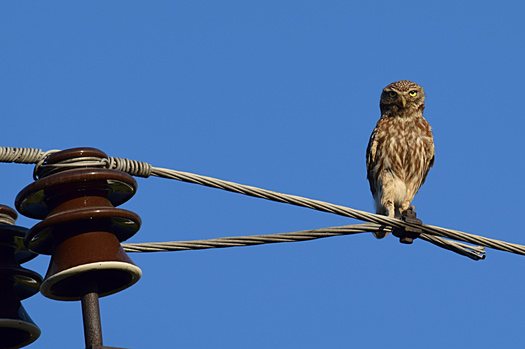 Federal regulators are considering the effects modernizing America's energy grid will have on wildlife. A 2023 NatureServe report showed 40% of animals are at risk of extinction and 41% of ecosystems are at risk of range-wide collapse. (Adobe Stock)