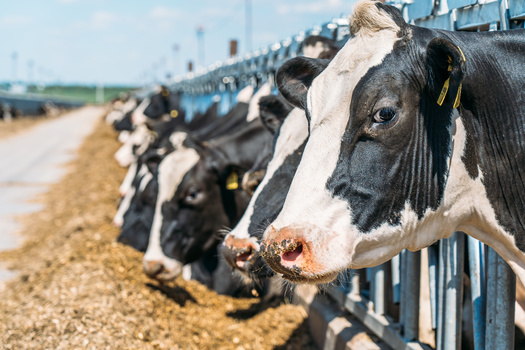 If dairies in Willcox continue to grow, annual water use is projected to increase from an estimated 2,953 acre-feet to 5,085 acre-feet by 2038, according to the Arizona Department of Water Resources. (Adobe Stock) 