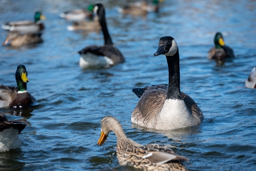 Conservation groups say Wisconsin's second National Estuarine Research Reserve, along Green Bay, would benefit nature, communities and the state's economy. (Adobe Stock)