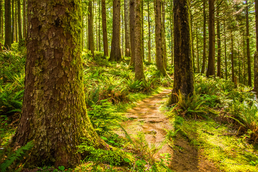 Conservation groups say the Northwest's old growth forests need greater protections. (Bob/Adobe Stock)