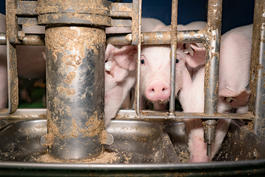 Animal welfare groups say food companies that rely on inhumane practices in their supply chain expose themselves to financial risks, with investors and shareholders showing increasing concern about these issues. (Adobe Stock)