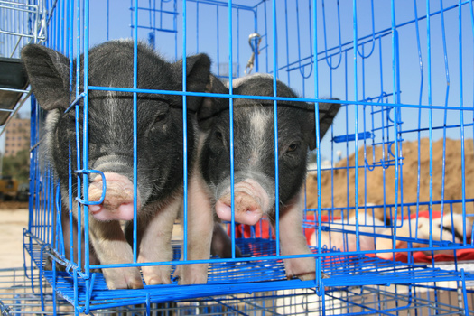 Iowa is among 11 states to outlaw or restrict restaurants' use of meat products from producers using gestation crates to raise their livestock for the food chain. (Adobe Stock)
