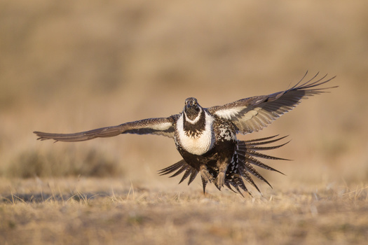The United States loses on average more than 1 million acres of sage-grouse habitat each year to a combination of fires, invasive species, drought, energy development, mining, and roads. (Dale/Adobestock)