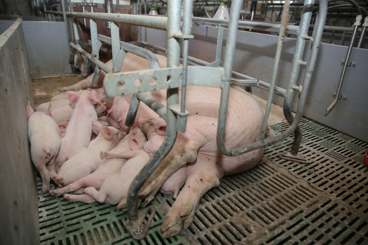 Montana is not among the list of states outlawing or restricting restaurants' use of meat products from producers using gestation crates to raise their livestock for the food chain. (Adobe Stock)
