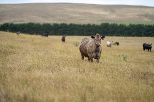 Firsthand Foods collaborates with more than 20 farmers across 10 counties. (Adobe Stock)