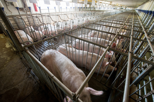Utah hog farms and pork processors directly employed 1,899 workers and paid more than $100.7 million in total wages, according to the National Pork Producers Council. (Adobe Stock)
