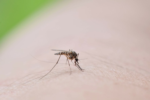 The Environmental Protection Agency says the years 2002, 2003 and 2012 had the highest reported incidence rates of West Nile virus in the United States. (Adobe Stock)