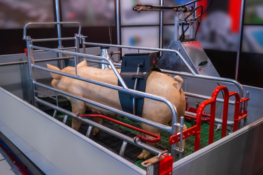 The U.S. per capita consumption of pork amounted to 51.1 pounds in 2022, according to Statista. (zyabich/AdobeStock)