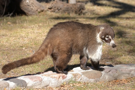 The white-nosed coatimundi, classified as an endangered species in New Mexico, roams and hunts during daytime hours in the Gila Wilderness. (National Park Service) 