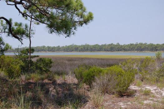 Salt marshes are composed of a variety of rushes, sedges and grasses. Florida's dominant salt marsh species include black needle rush (Juncus roemerianus). (Florida DEP)