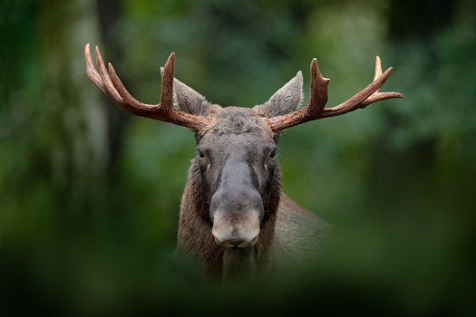 More than one-third of plants and animals in Maine are expected to suffer dramatic population decline by the end of the century due to the impacts of climate change, according to the Natural Resources Council of Maine. (Adobe Stock)