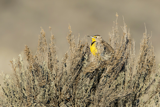 South Dakota loses up to 100,000 acres of grasslands annually, according to the South Dakota Grassland Coalition. Grassland bird species are declining faster than any other group on the continent. (Gregory Johnston/Adobe Stock)