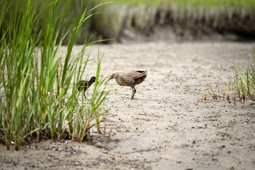 Clapper rails find food, shelter and a place to raise their young in the highly productive South Carolina salt marsh habitat. (South Carolina Department of Natural Resources)