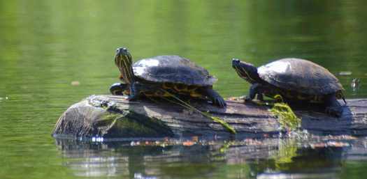 Amphibians and reptiles have more restricted geographic ranges than other vertebrates and are highly susceptible to threats like habitat loss, degradation and fragmentation. (Adobe Stock)