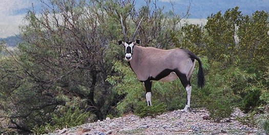 New Mexico is among states with the most diverse species of animals, including the African oryx, or gemsbok. (NationalParkService)