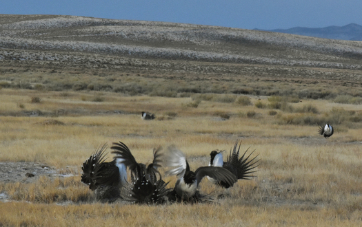 Sage grouse have been petitioned for addition to the federal endangered species list nine times over the last 25 years, according to a U.S. Geological Survey report. (Western Watersheds Project)