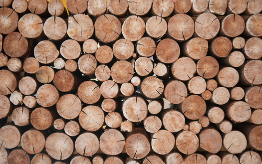A senior scientist with the Natural Resources Defense Council's Climate and Clean Energy Program said burning wood biomass for renewable energy actually emits more carbon dioxide than coal for every unit of electricity produced. (Adobe Stock)