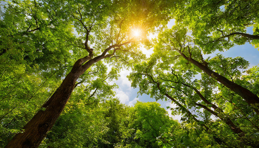 Trees provide shade to homes, businesses and streets; improve people's health; reduce noise pollution; provide habitats for birds and other wildlife; clean air and water and reduce storm water runoff. (Adobe Stock)