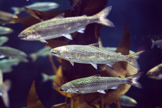Not only is the Ike Jime process considered more humane, it also keeps harvested fish fresh for a longer period of time. (Adobe Stock)