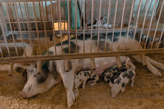 Corporations have raised retail pork prices by 20%, but the farmers supplying California with crate-free pork are only receiving about 5% more for their hogs, according to data from the USDA. (Adobe Stock) 