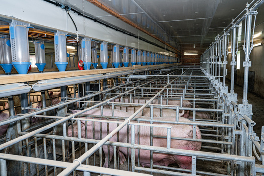 In a survey conducted by World Animal Protection, 80% of U.S. consumers said they were concerned about the treatment of factory-farmed pigs. (Adobe Stock)