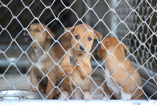 MI dog rescue highlights need for more fosters / Public News Service