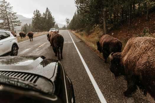 Wild animals can be aggressive if people don't respect their space, according to the National Park Service. (Adobe Stock)