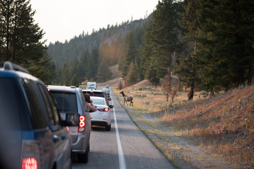 There were 165 wildlife-vehicle collisions in Teton County between May 2020 and April 2021, according to the Jackson Hole Wildlife Foundation, the lowest number since data collection started in 2011. (Adobe Stock)