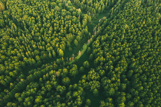 The Conservation Fund said it aims to protect five million acres of forest by 2035. (Adobe Stock)