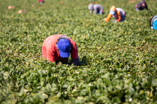 Farmworkers laboring in extreme heat are at risk of heatstroke or even death. (F Armstrong Photo/Adobe Stock)