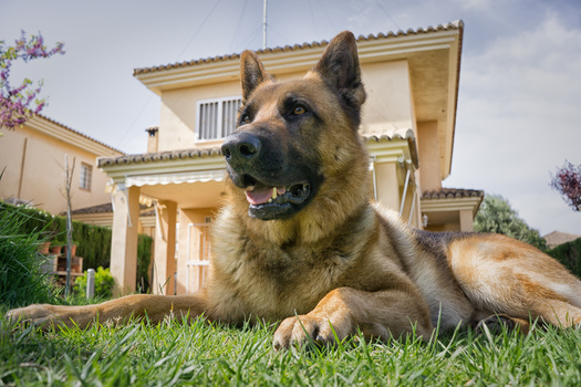According to a survey by SafeWise.com, 42% of New Mexicans rely on guard dogs to protect their property while 36% use security cameras. (RobertWilson/AdobeStock)